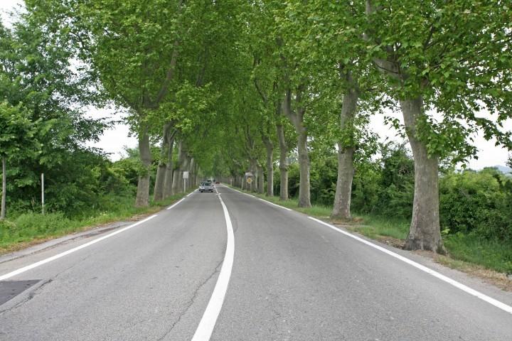 Road going through trees